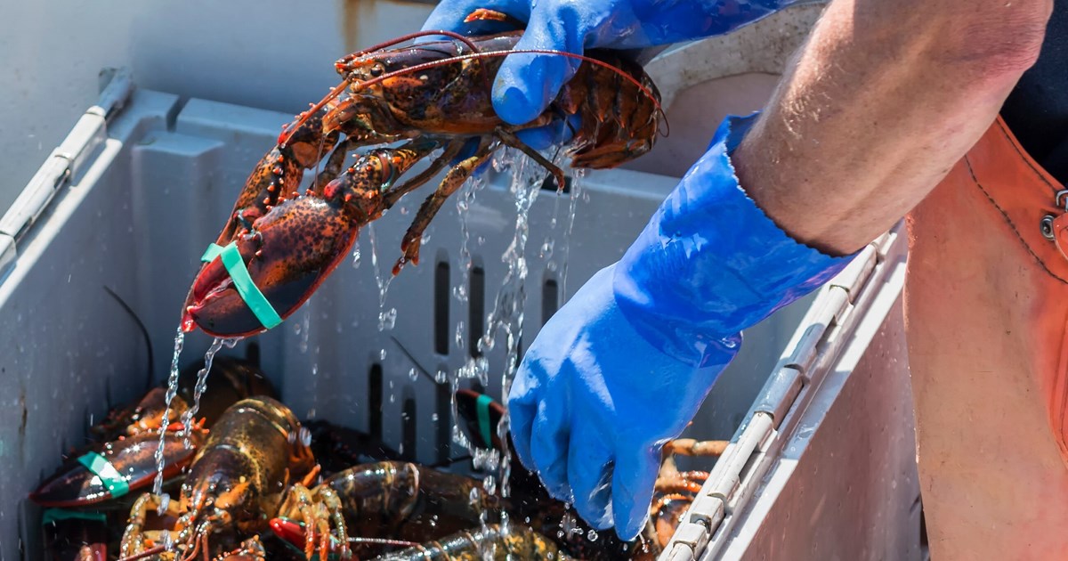 Lobster Maine's Butter Half